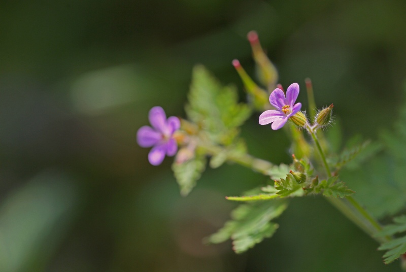 f0000789_695149.jpg