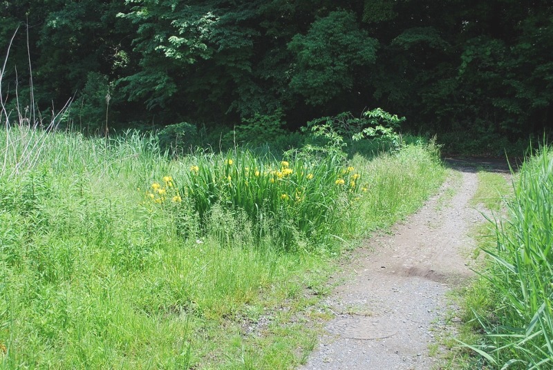 e0025300_13585239.jpg