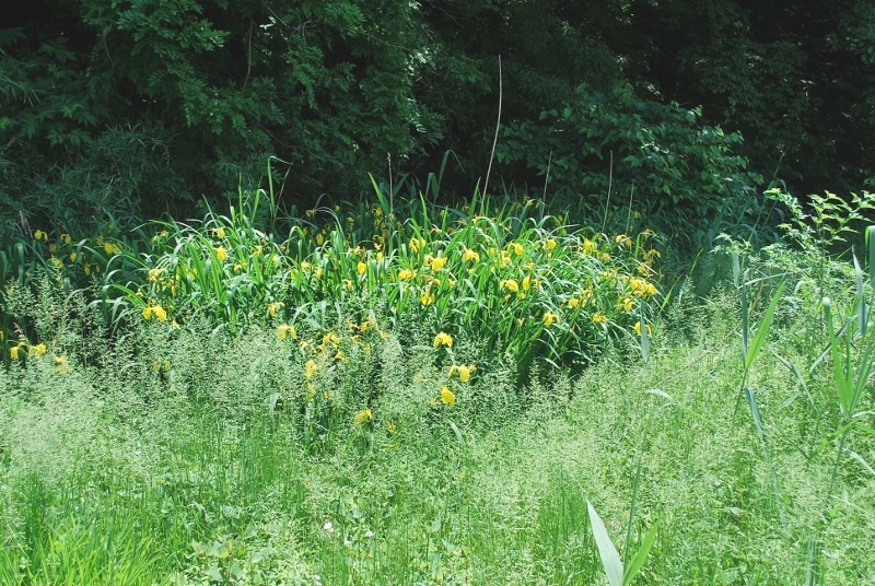 e0025300_1424947.jpg