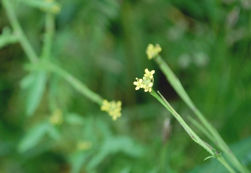 e0025300_1474729.jpg