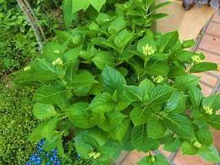 c0204121_2123386.jpg