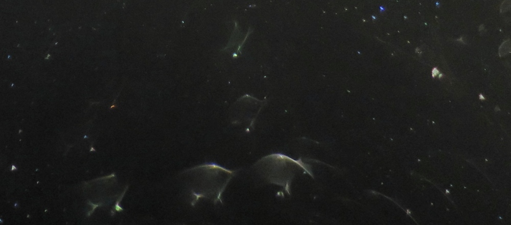 c0331825_08404234.jpg