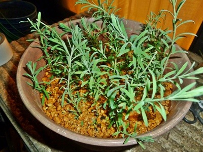e0033229_2164054.jpg