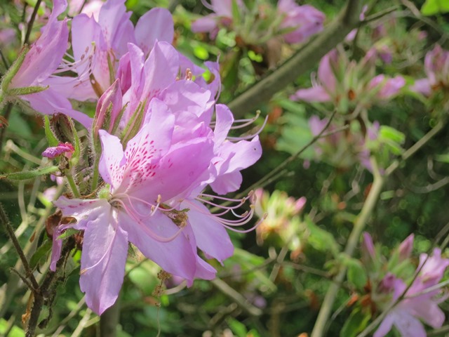 e0017051_7271110.jpg