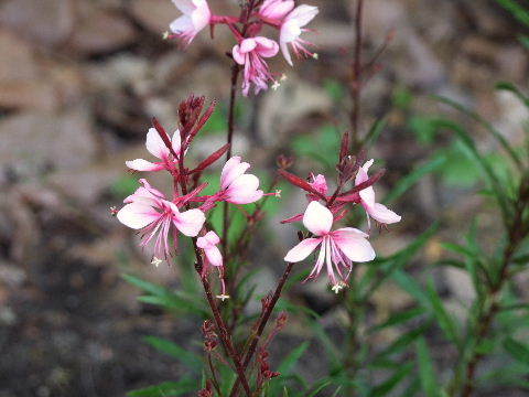 e0088260_10160791.jpg