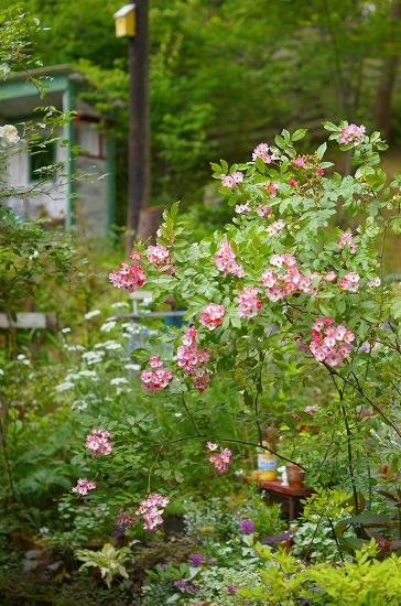 d0083761_212273.jpg