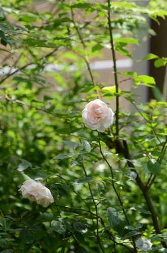 c0186463_1859746.jpg