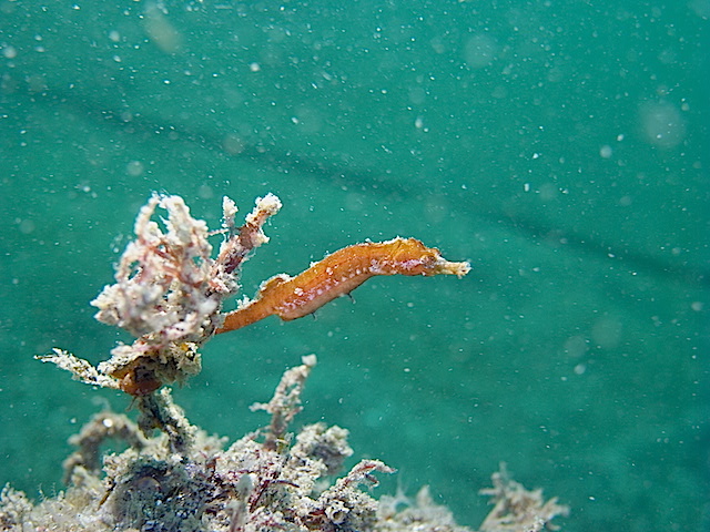 f0151886_1741594.jpg