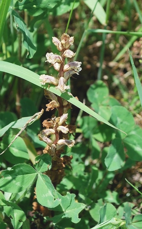 e0025300_1729645.jpg