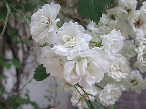 d0046702_8344846.jpg