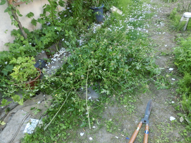 a0203003_16263870.jpg