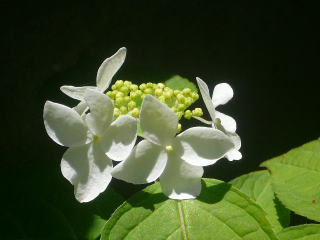 e0026017_9492428.jpg