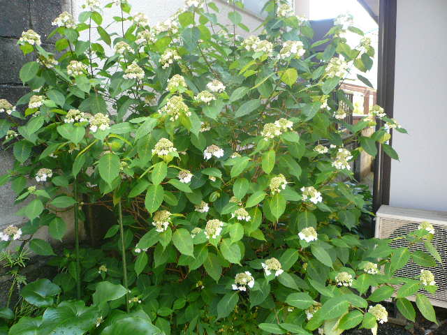 e0026017_951634.jpg