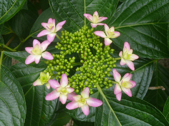 e0026017_9522382.jpg