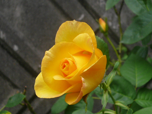e0026017_9543589.jpg
