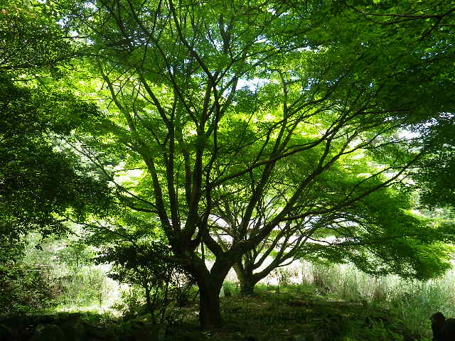 c0183137_1811292.jpg