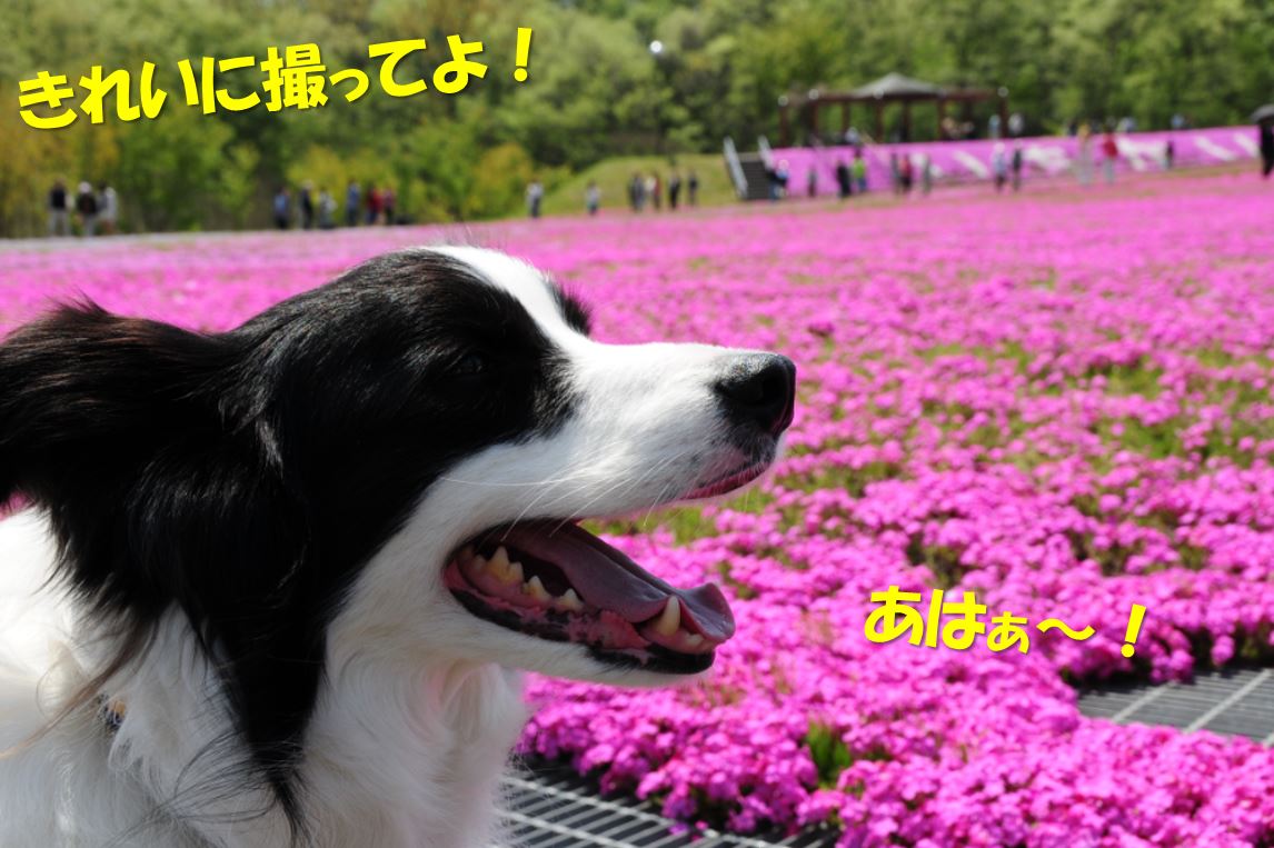 c0147241_15133918.jpg