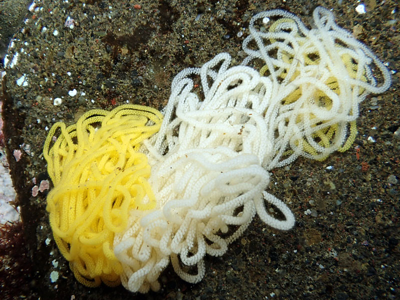 e0041143_10262039.jpg
