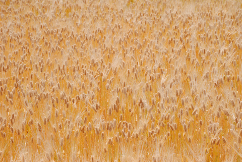 a0001354_2337103.gif