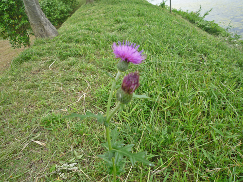 b0045357_1363284.jpg