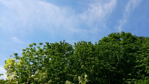 b0178557_12385152.jpg