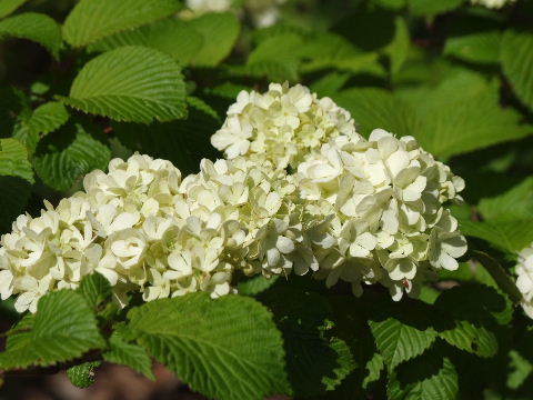 e0088260_21504255.jpg
