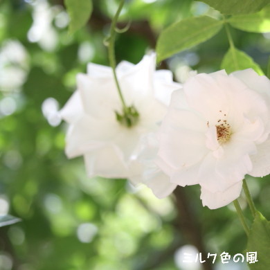 c0368870_12140047.jpg