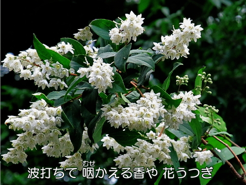 f0137096_190546.jpg