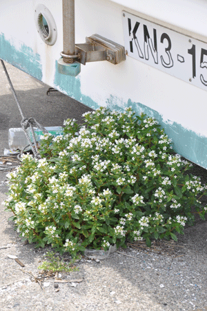 e0312121_10572561.gif