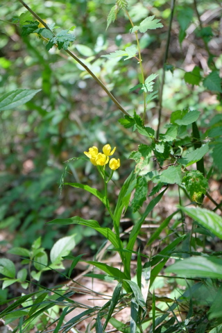 b0281732_14402391.jpg