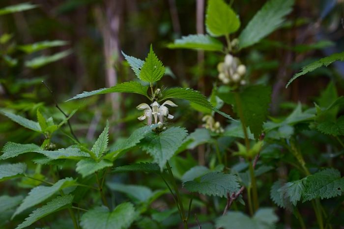 b0236334_21505439.jpg