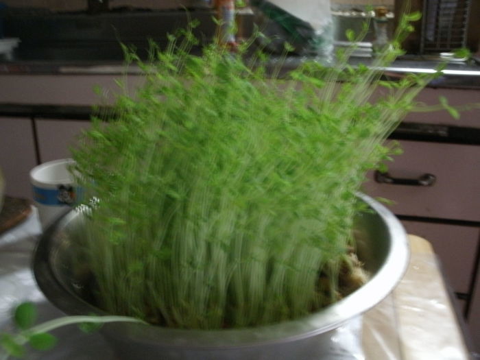 c0206742_00512431.jpg