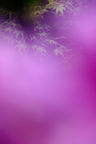 e0045768_22275090.jpg