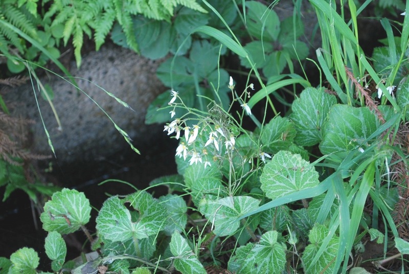 e0025300_20254649.jpg
