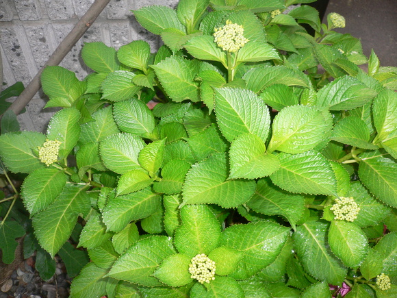 a0249215_6353153.jpg