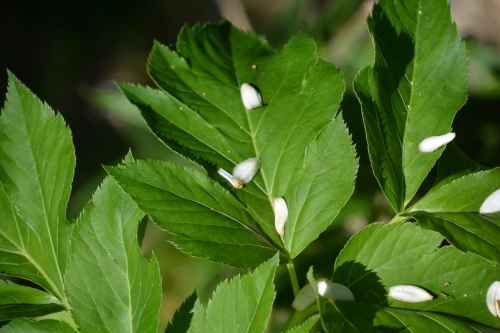 c0204385_23122780.jpg