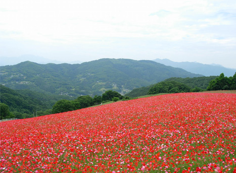 d0129295_11415548.jpg