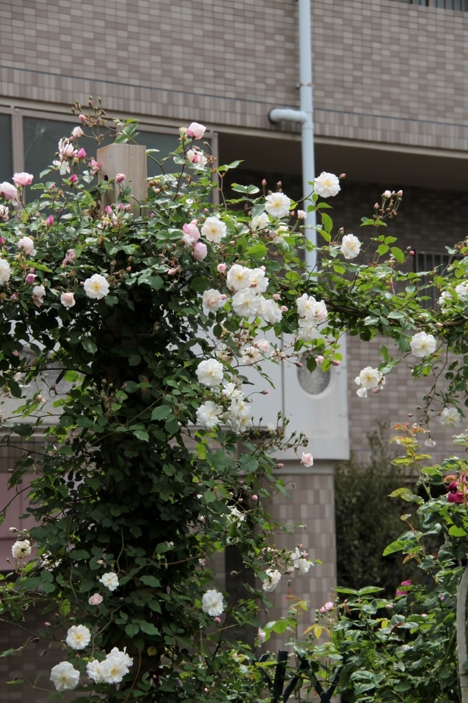 d0166303_21455325.jpg