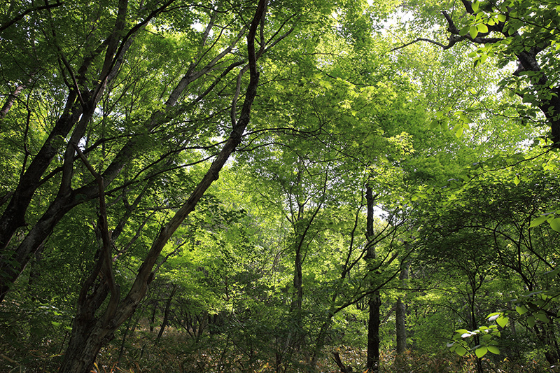 c0369219_22064904.jpg