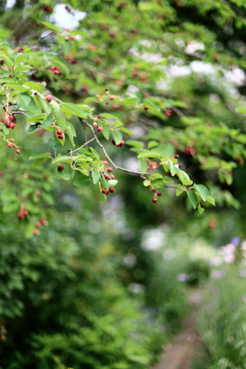 a0258549_17087.jpg