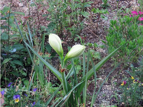 f0003174_15112539.gif