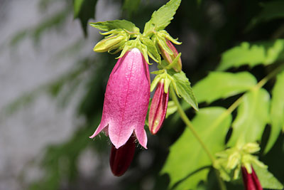 c0152779_12521745.jpg