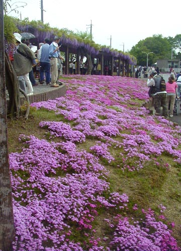 d0053294_129347.jpg