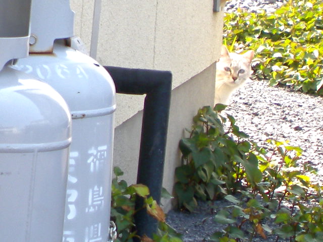 a0199297_23234942.jpg