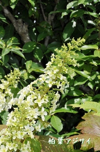 f0176499_14461069.jpg