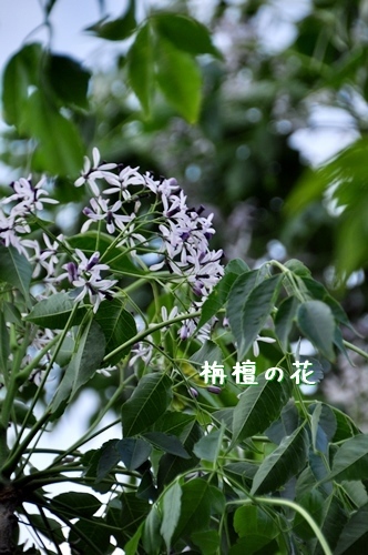 f0176499_14464221.jpg