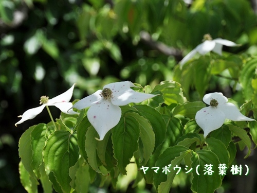 f0176499_15182082.jpg