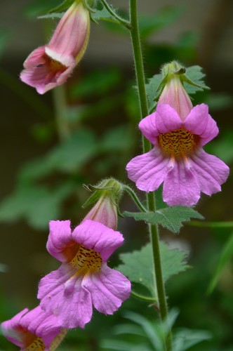 c0124100_23405457.jpg