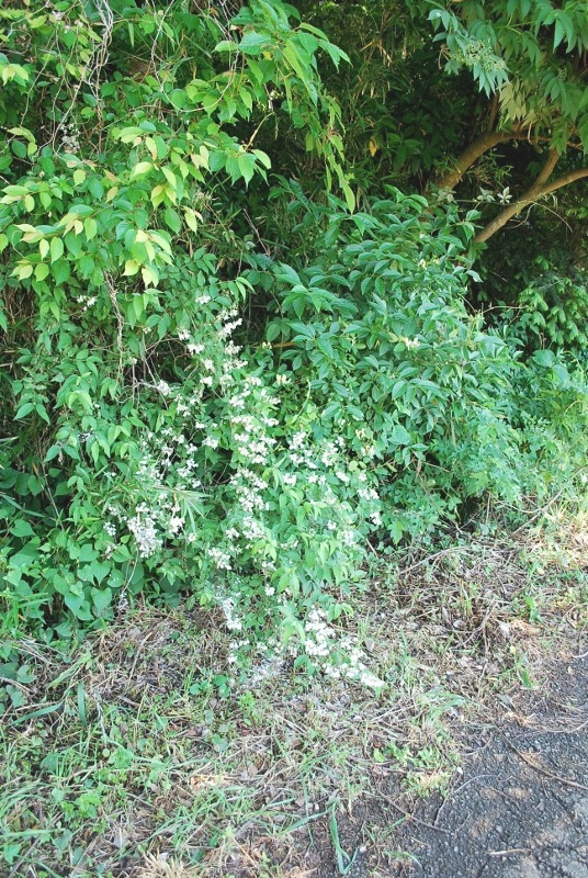 e0025300_20342859.jpg