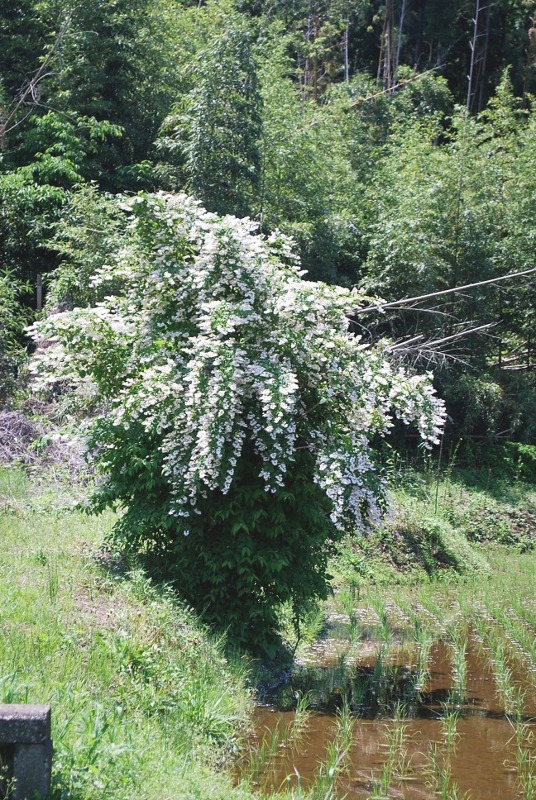 e0025300_2048898.jpg